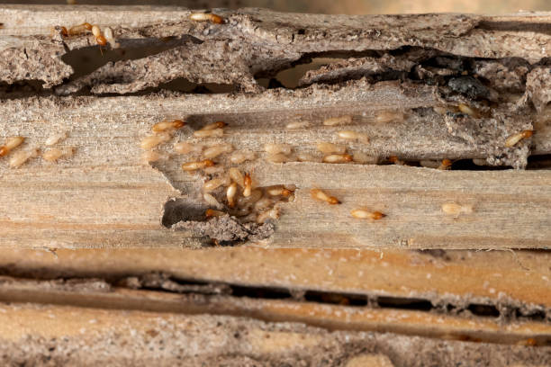 Best Termite Control Services  in Amherst, TX